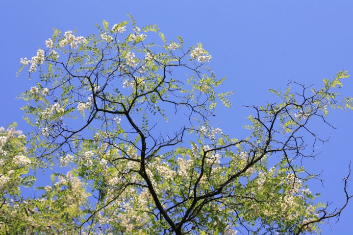 Robinia pseudoacacia